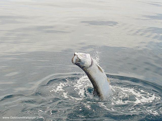 Tarpon-1.jpeg