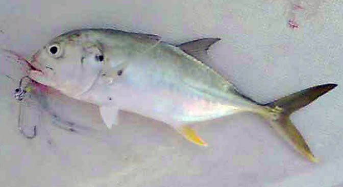 Mar 29 2011 004.jpg
