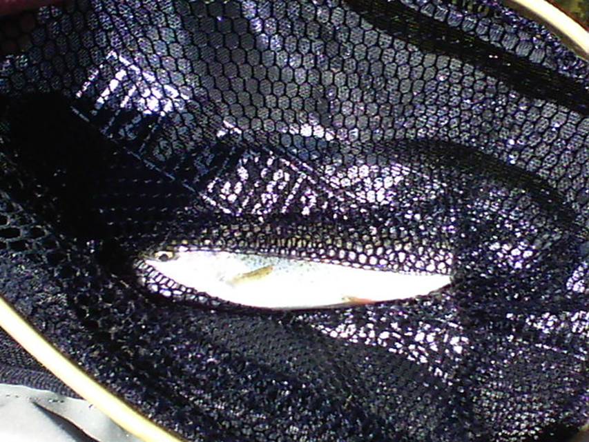 07-21-11 001.jpg