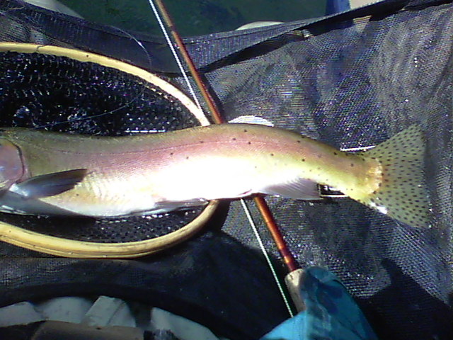 photo 2.JPG